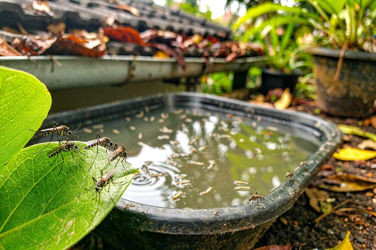 Mosquito fogging treatment around a residential home garden